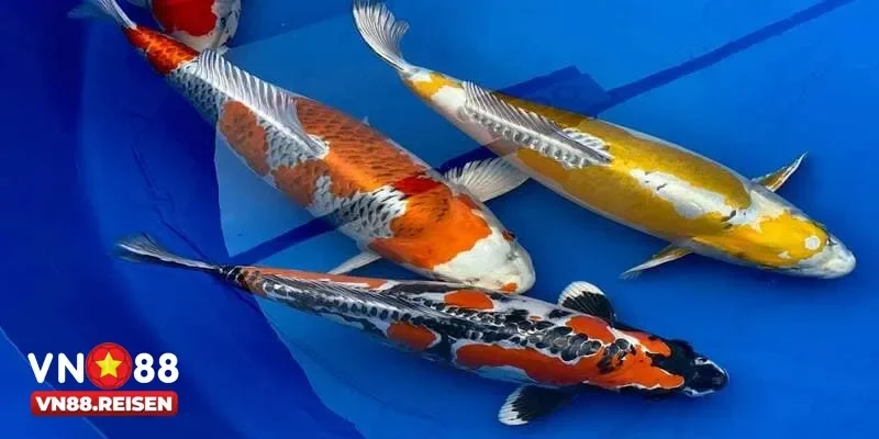 Bắn Cá Koi Cực Đỉnh Với Kho Vũ Khí Tối Tân Thưởng Hấp Dẫn 2 Bắn cá koi có gì đặc biệt mà thu hút đông đảo game thủ tham gia
