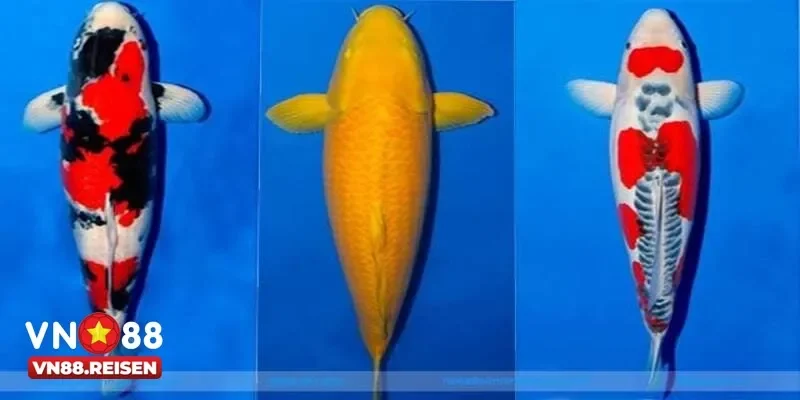 Bắn Cá Koi Cực Đỉnh Với Kho Vũ Khí Tối Tân Thưởng Hấp Dẫn 4 Mẹo chơi bắn cá koi hiệu quả để tăng tỷ lệ trúng thưởng cao nhất